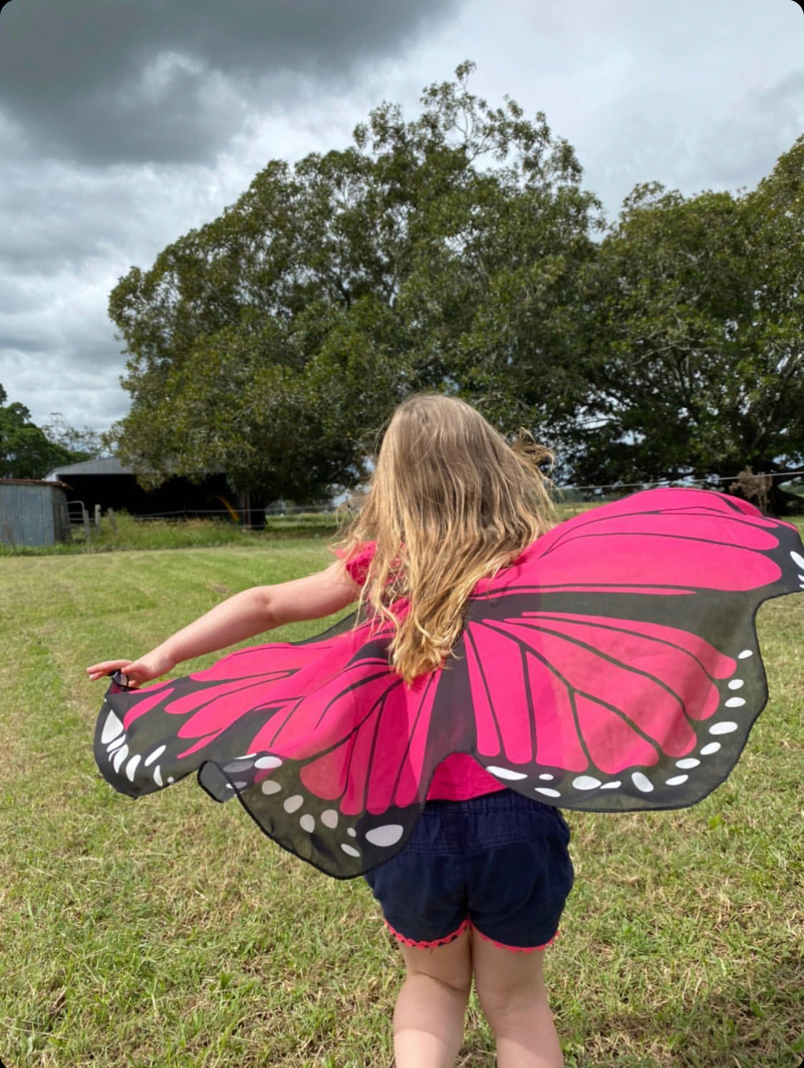 Butterfly Wings