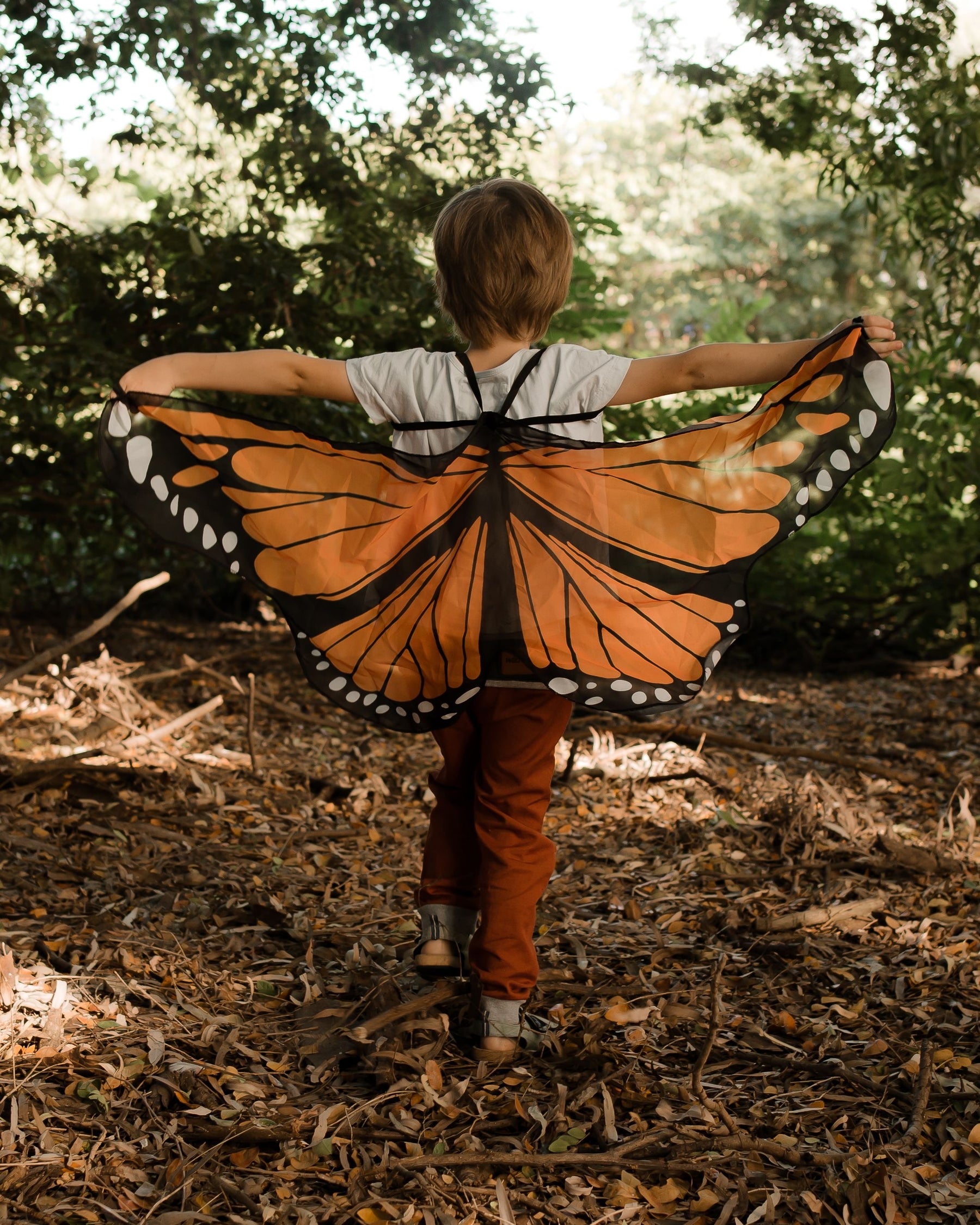 Butterfly Wings