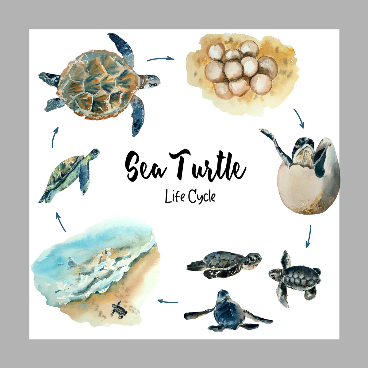 Sea Turtle Life Cycle Poster- DIGITAL DOWNLOAD
